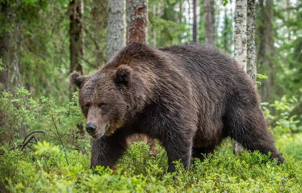 Närbild Porträtt Brunbjörn Skogen Sommaren Grön Naturliga Bakgrund Naturliga Livsmiljö — Stockfoto