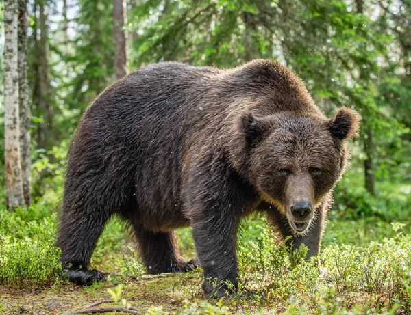 Orso Bruno Nella Foresta Estiva Sfondo Naturale Verde Habitat Naturale — Foto Stock