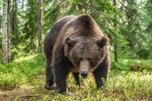 Бурый Медведь Летнем Лесу Зеленый Природный Фон Естественная Среда Обитания — стоковое фото