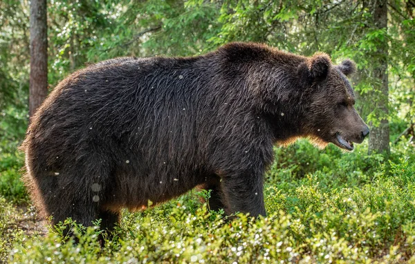 Close Retrato Urso Marrom Floresta Verão Fundo Natural Verde Habitat — Fotografia de Stock
