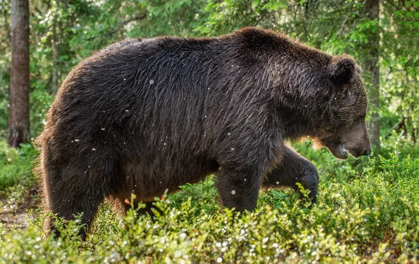 Ritratto Ravvicinato Dell Orso Bruno Nella Foresta Estiva Sfondo Naturale — Foto Stock