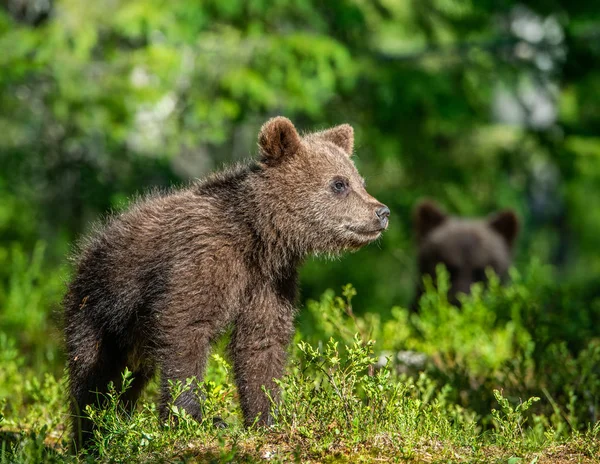 Filhote Urso Marrom Floresta Verão Nome Científico Ursus Arctos Fundo — Fotografia de Stock