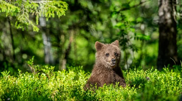 棕色熊在夏林里幼崽 科学名称 乌尔苏斯阿尔克托斯 天然绿色背景 自然栖息地 — 图库照片