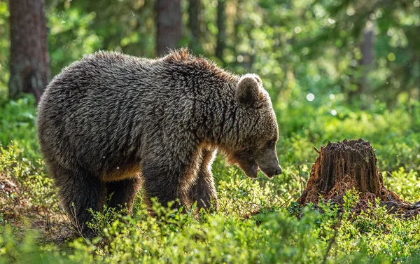 Barna Medve Cub Nyári Erdőben Tudományos Név Ursus Arctos Természetes — Stock Fotó