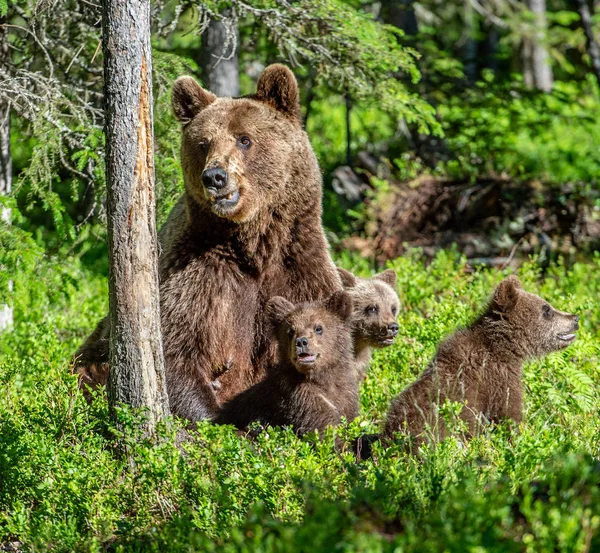 Бурые Медведи Медведица Медведица Летнем Лесу Зеленый Лес Природный Фон — стоковое фото