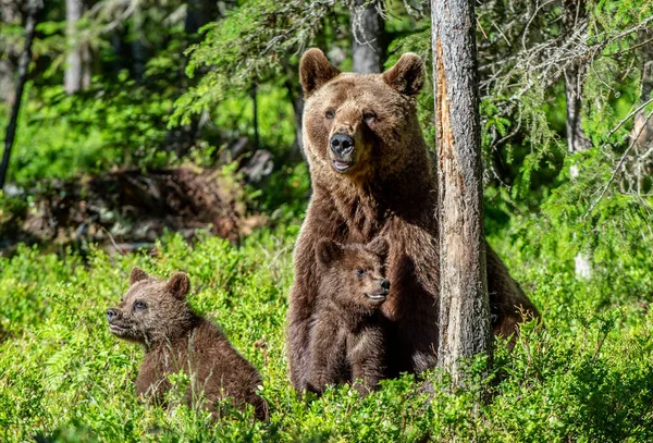 Ursos Castanhos Ursa Filhotes Urso Floresta Verão Floresta Verde Fundo — Fotografia de Stock