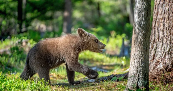 夏の森でヒグマのカブ 科学的な名前 Ursus Arctos 自然の緑の背景 自然の生息地 夏のシーズン — ストック写真