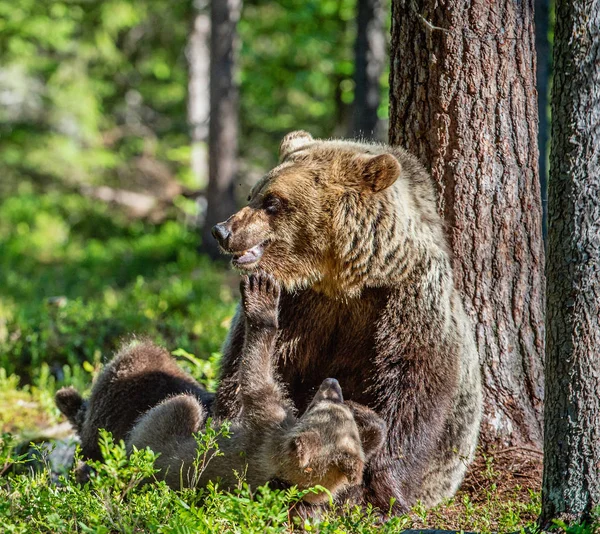 Medvědi Hnědí Ona Medvěd Medvídě Lese Létě Zelený Les Přirozeného — Stock fotografie