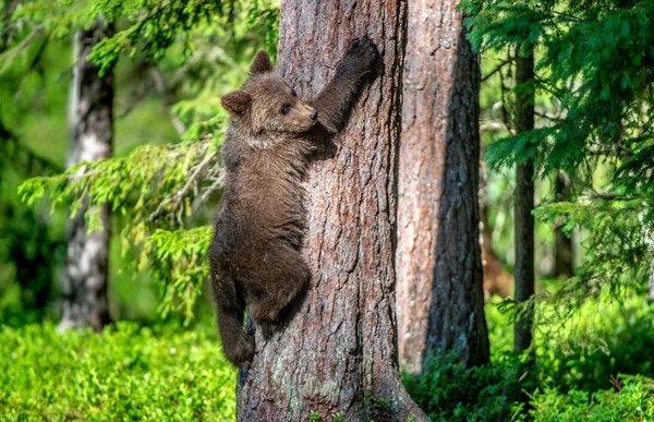 Filhote Urso Marrom Sobe Uma Árvore Habitat Natural Floresta Verão — Fotografia de Stock