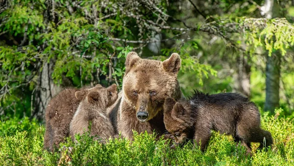 夏林中的熊和熊幼崽 绿色森林自然背景 科学名称 Ursus Arctos — 图库照片
