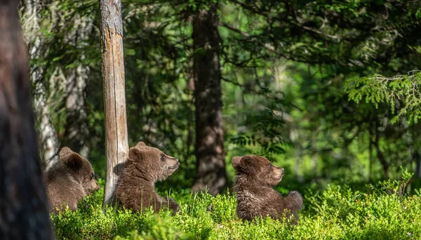 Kahverengi Ayı Yaz Ormanda Yavrularını Yeşil Doğal Arka Plan Doğal — Stok fotoğraf