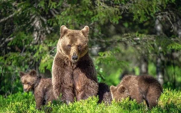 Brunbjörnen Hon Björn Och Björn Ungar Skogen Sommaren Grön Skog — Stockfoto