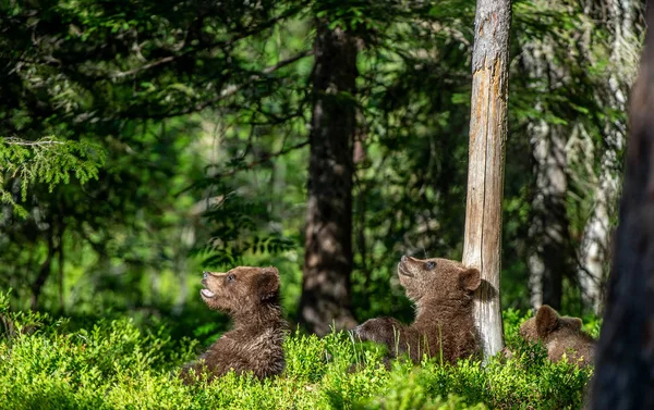 Filhotes Ursos Marrons Floresta Verão Fundo Natural Verde Habitat Natural — Fotografia de Stock