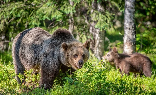 Mláďata Medvědů Hnědých Lese Létě Zelená Přírodní Pozadí Přirozené Prostředí — Stock fotografie