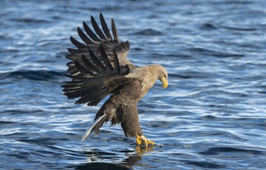 Yetişkin ak kuyruklu kartal Balık tutma. Mavi okyanus arka plan. Bilimsel adı: Haliaeetus albicilla, olarak da bilinen ern, erne, gri kartal, Avrasya deniz kartal ve ak kuyruklu deniz-kartal. Doğal yaşam alanı