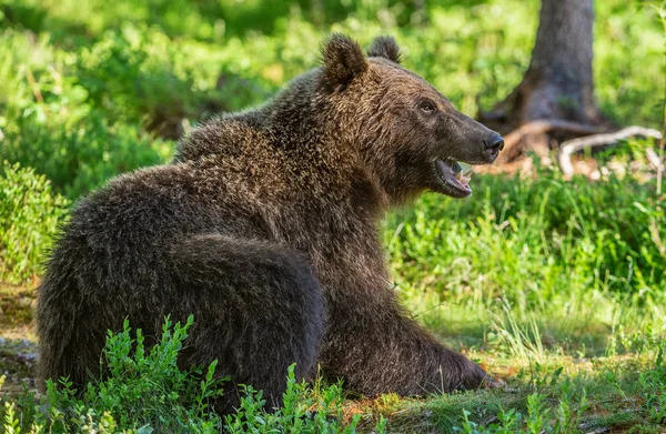 Niedźwiedź Lesie Lato Zielone Tło Naturalne Siedlisk Przyrodniczych Nazwa Naukowa — Zdjęcie stockowe