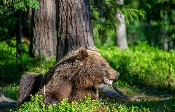 Oso Pardo Bosque Verano Fondo Natural Verde Hábitat Natural Nombre — Foto de Stock