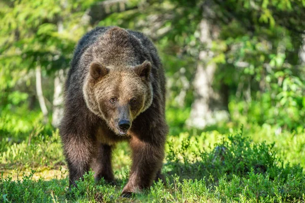 Niedźwiedź Lesie Lato Zielone Tło Naturalne Siedlisk Przyrodniczych Nazwa Naukowa — Zdjęcie stockowe