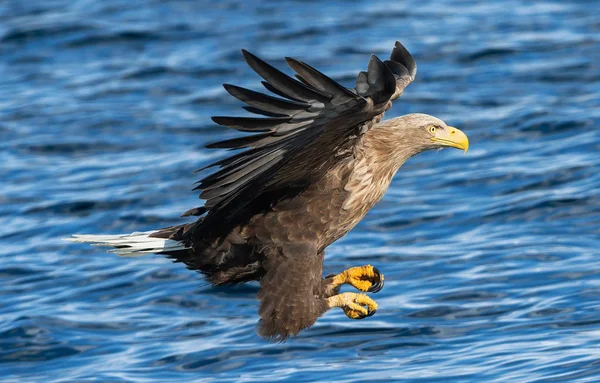 Pêche Aigle Queue Blanche Adulte Blue Ocean Background Nom Scientifique — Photo