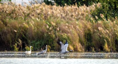 Avrasya vinçler su. Ortak vinç veya Avrasya vinç, bilimsel adı: Grus Grus, Grus Communis. Vinçler Flock üzerinde gündoğumu gölde. Sabah manzara Hula Vadisi rezerv. İsrail.