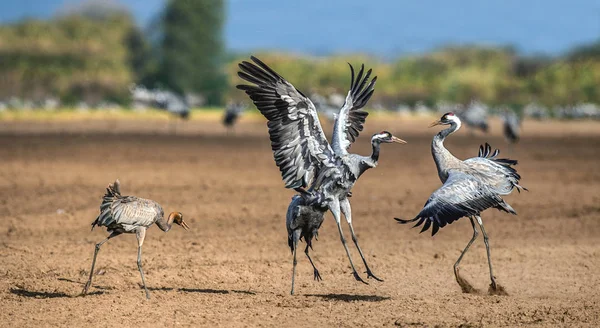 Tánc Daruk Szántóföldi Mezőben Közös Daru Tudományos Neve Grus Grus — Stock Fotó