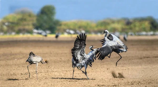 Tánc Daruk Szántóföldi Mezőben Közös Daru Tudományos Neve Grus Grus — Stock Fotó