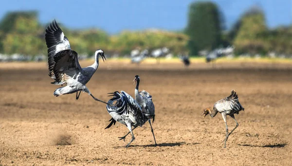 Танцующие Журавли Пахотном Поле Common Crane Научное Название Grus Grus — стоковое фото