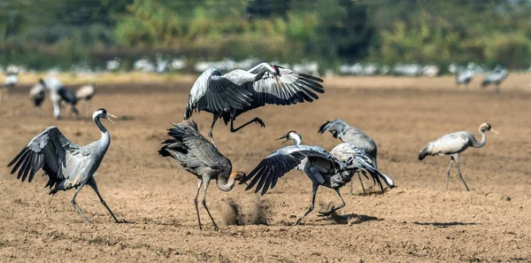 Tánc Daruk Szántóföldi Mezőben Közös Daru Tudományos Neve Grus Grus — Stock Fotó