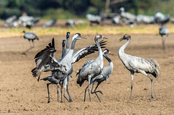 Tánc Daruk Szántóföldi Mezőben Közös Daru Tudományos Neve Grus Grus — Stock Fotó