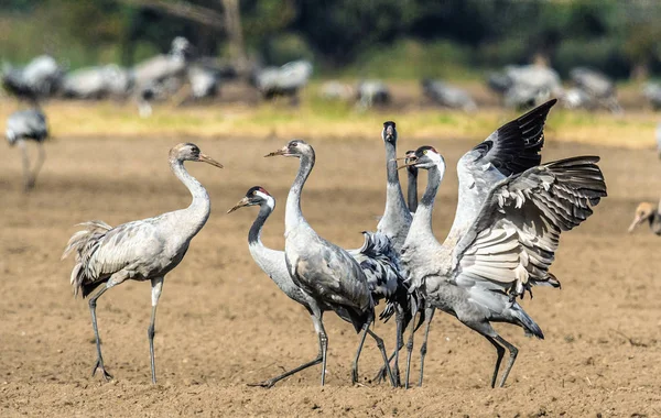 Tánc Daruk Szántóföldi Mezőben Közös Daru Tudományos Neve Grus Grus — Stock Fotó