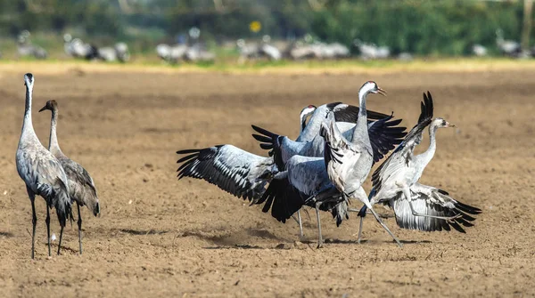 Tánc Daruk Szántóföldi Mezőben Közös Daru Tudományos Neve Grus Grus — Stock Fotó