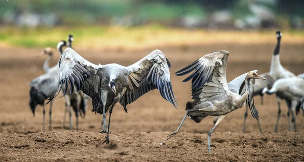 Tánc Daruk Szántóföldi Mezőben Közös Daru Tudományos Neve Grus Grus — Stock Fotó