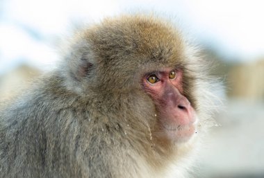 Japon makak portresi kapatın. Japon makak (bilimsel adı: Macaca fuscata), kar maymun olarak da bilinir. Doğal yaşam alanı, kış sezonu.