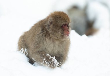 Japon makak kar üzerinde. Japon makak (bilimsel adı: Macaca fuscata), kar maymun olarak da bilinir. Doğal yaşam alanı, kış sezonu.