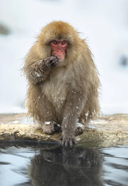 天然温泉附近的日本猕猴 日本猕猴 科学名称 也被称为雪猴 自然栖息地 — 图库照片