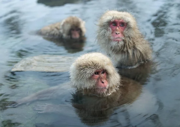 Macacos Japoneses Agua Aguas Termales Naturales Macaco Japonés Nombre Científico — Foto de Stock