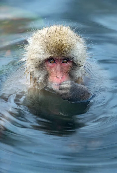 Macaque Japonais Dans Eau Des Sources Chaudes Naturelles Macaque Japonais — Photo