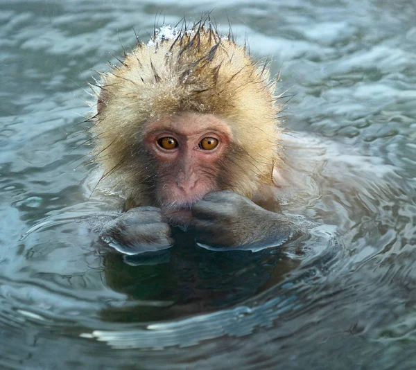 日本猕猴在天然温泉的水中 日本猕猴 科学名称 也被称为雪猴 自然栖息地 — 图库照片