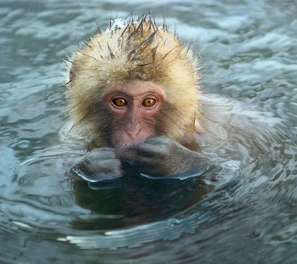 Japanse Makaak Het Water Van Warmwaterbronnen Japanse Makaak Wetenschappelijke Naam — Stockfoto