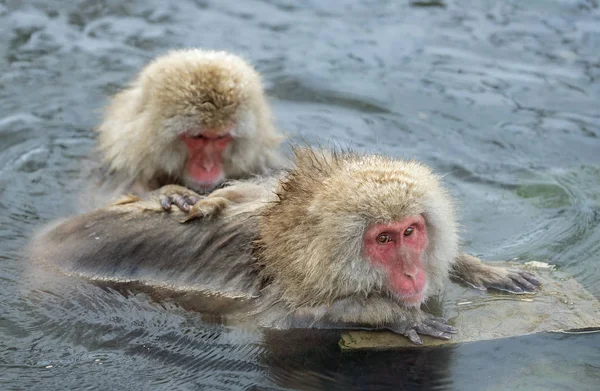 Macacos Japoneses Estão Arrumando Verificando Pulgas Carrapatos Macaco Japonês Água — Fotografia de Stock