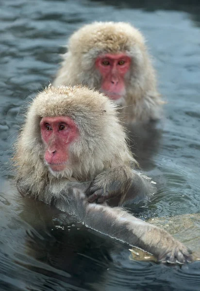 Macacos Japoneses Agua Aguas Termales Naturales Macaco Japonés Nombre Científico — Foto de Stock