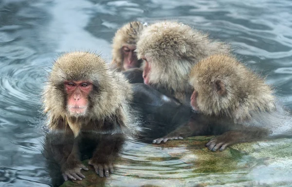Macacos Japoneses Agua Aguas Termales Naturales Macaco Japonés Nombre Científico — Foto de Stock
