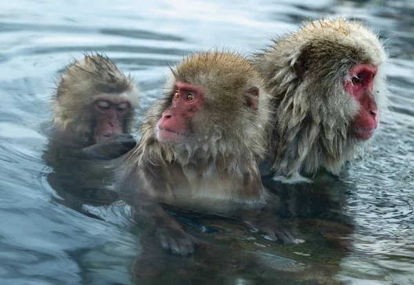 Macacos Japoneses Aseo Buscando Pulgas Garrapatas Macaco Japonés Agua Las — Foto de Stock