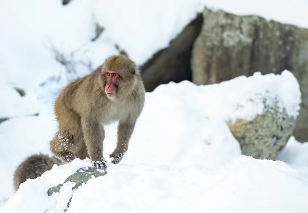 雪上的日本猕猴 日本猕猴 科学名称 也被称为雪猴 自然栖息地 — 图库照片