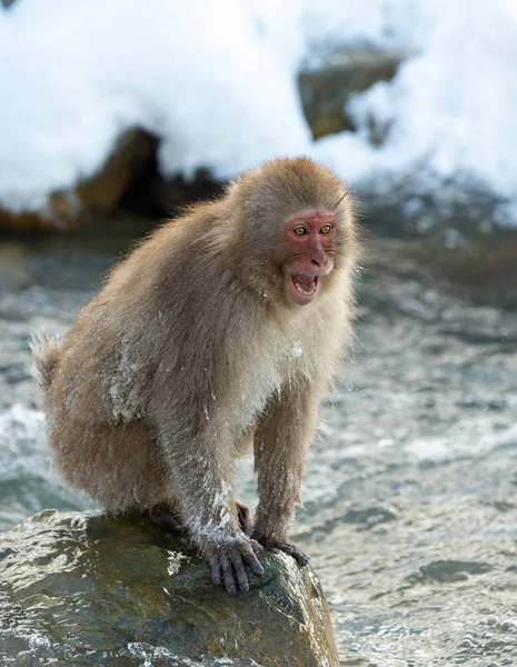 Ιαπωνική Macaque Κοντά Τις Φυσικές Ιαματικές Πηγές Την Ιαπωνική Macaque — Φωτογραφία Αρχείου