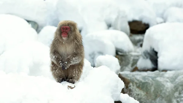 Ιαπωνική Macaque Στο Χιόνι Κοντά Φυσικές Θερμές Πηγές Την Ιαπωνική — Φωτογραφία Αρχείου