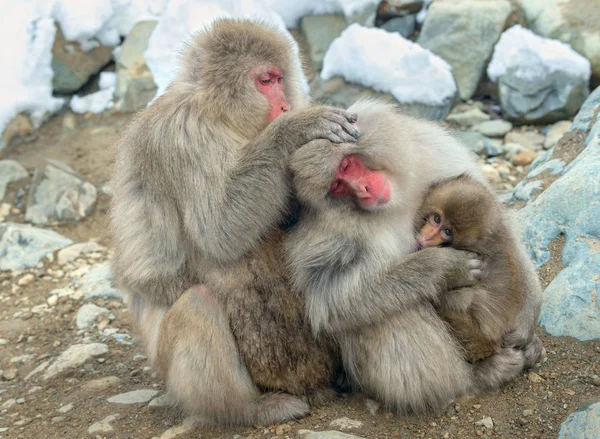 Ritratto Ravvicinato Macachi Giapponesi Macaco Giapponese Nome Scientifico Macaca Fuscata — Foto Stock