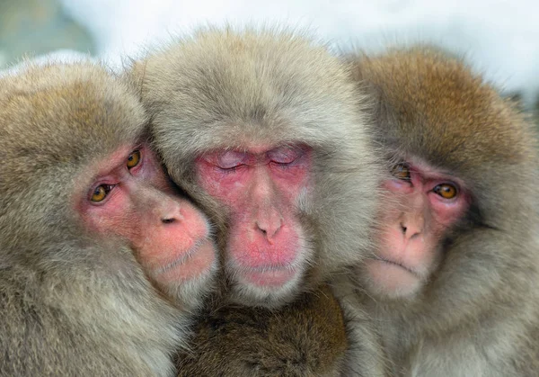 Close Retrato Macacos Japoneses Macaco Japonês Nome Científico Macaca Fuscata — Fotografia de Stock