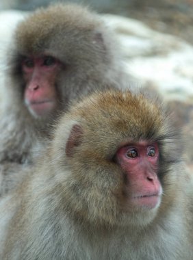 Japon makak portresi kapatın. Japon makak (bilimsel adı: Macaca fuscata), kar maymun olarak da bilinir. Doğal yaşam alanı, kış sezonu.
