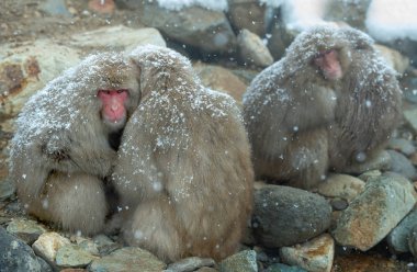 Japanese macaques Family at snowfall. The Japanese macaque ( Scientific name: Macaca fuscata), also known as the snow monkey. Natural habitat, winter season. clipart